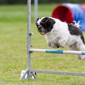Boomer op ene wedstrijd!