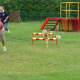 tijdens agility