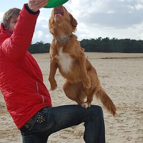 Dogfrisbee in de Loonse en Drunense Duinen