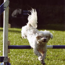 Agility met Dusty