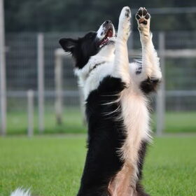 Dogdance!