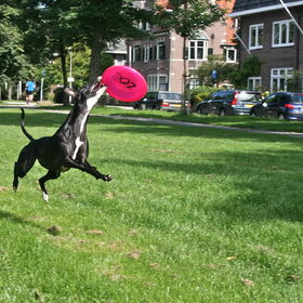 frisbee