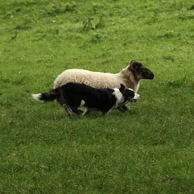 Mags en het schaap-wie is sneller?