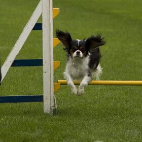 Agility
