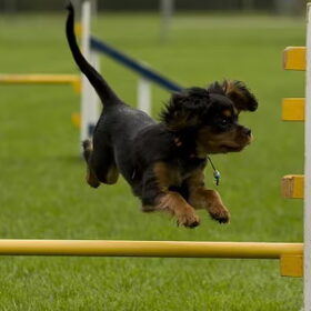 Lisa agility