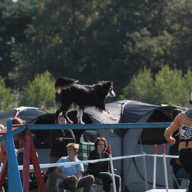 Over de kattenloop op Dogevent 2010