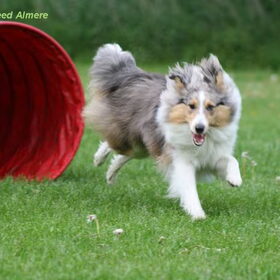 Diesel met Agility