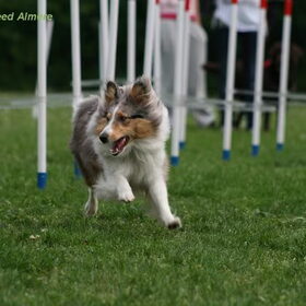 Diesel met Agility