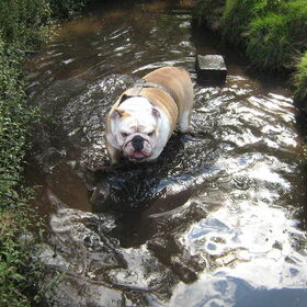 in een plas water