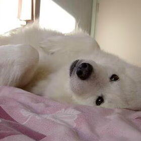 Nuka op bed