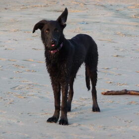 Tjibbe op het strand bij hargen...wind door de…