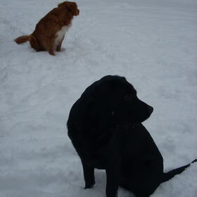 diesel en jazz in de sneeuw