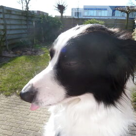 Kyra in de zon....