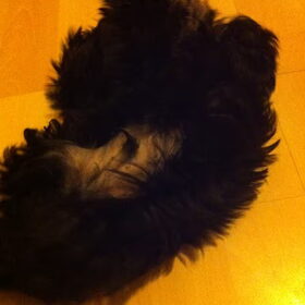 spike