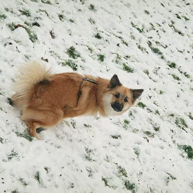 foto in de sneeuw