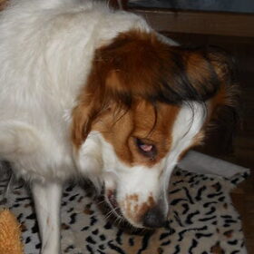 Roxie
