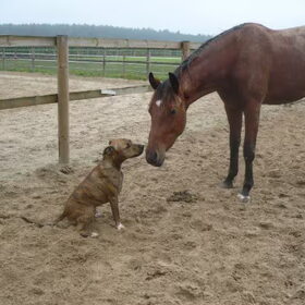 Tja wat een dieren liefde toch weer op deze aarde xD