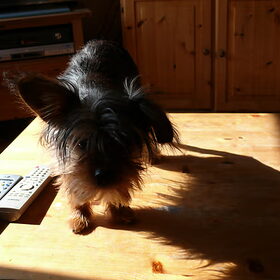 IK durf op Tafel