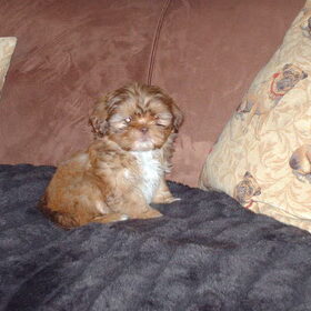 Luna is al heel stoer met haar 8 weken oud.