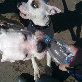 bah wat een smerig water