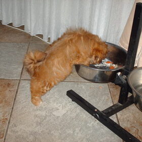 Luna geniet als puppy heerlijk van laika's eten.