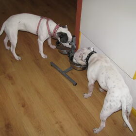 Lady en Ghenghis samen eten