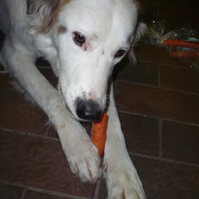Saltarin is gek op wortelen...