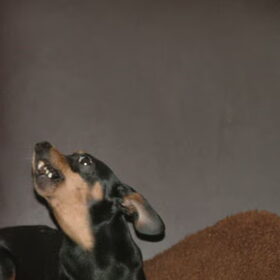 Dit is echt een mislukte foto van Spikey