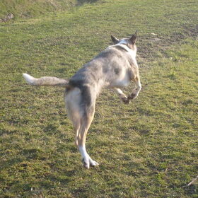 Jumping Blue