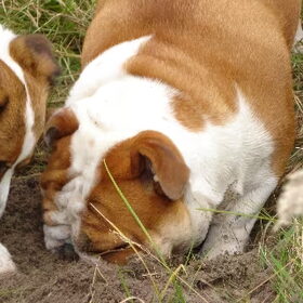 samen op jacht