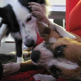 samen eten is ook gezellig!