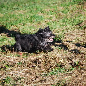Chelsea in het gras.