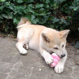Kita & Kong