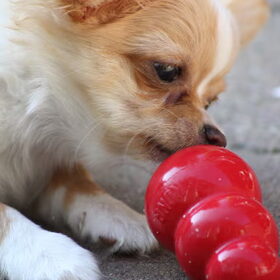 Jay en zijn Kong