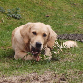 Denta stick