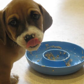 Noa pup, lekker eten