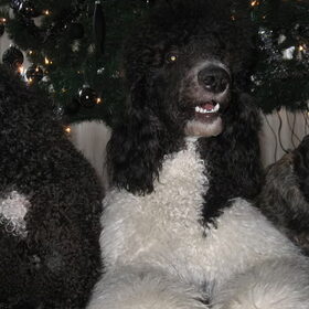 mislukte kerstfoto