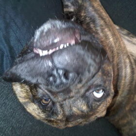 Bullit
