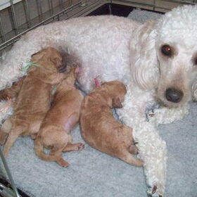 purdy en pups