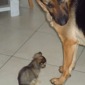 dolly en charley