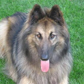 stoere, prachtige tervuerense herder Vito
