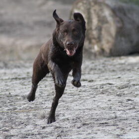 diesel had haast