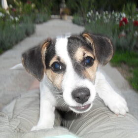 Hallo baas!!