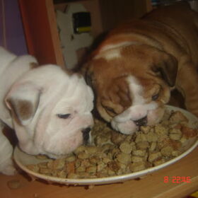 met ze tweeen