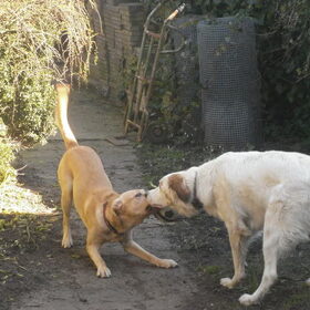 zullen we spelen