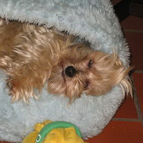 Lotje zotje