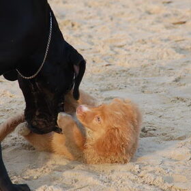 Dino als kleine pup