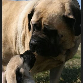 Moederliefde