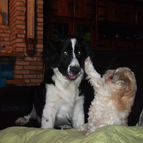 testo en skippy