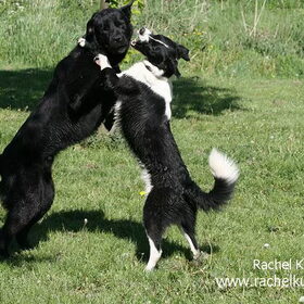 Baco & Spike